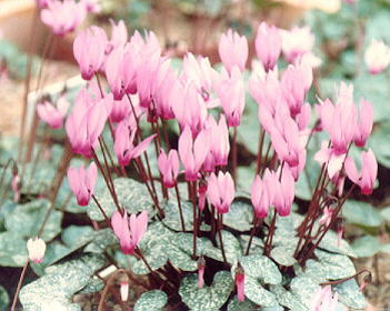 cyclamens