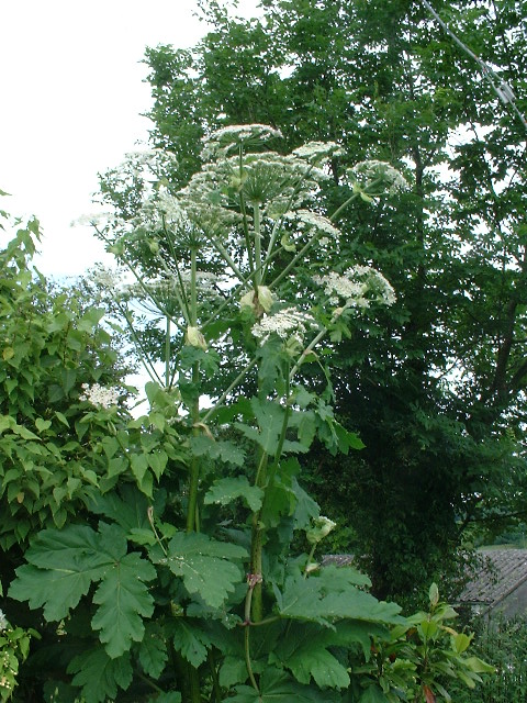 Heracleum mantegazzianum