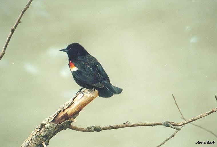 Turdus merula